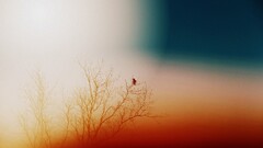 Birds branch Photo manipulation blue orange simple