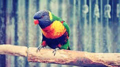 Birds colorful Animals