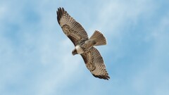 Birds falcons Animals