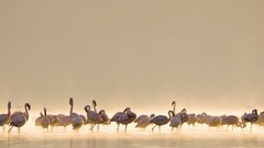 Birds flamingos water nature Animals Beige