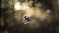 Birds flying bokeh titmouse Animals