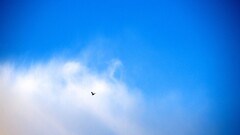 Birds flying sky clouds