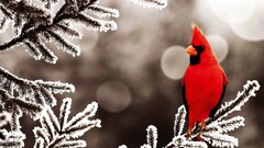 Birds frost leaves red cardinals winter snow cold Animals
