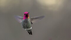 Birds hummingbirds Animals