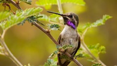 Birds leaves hummingbirds Animals Plants