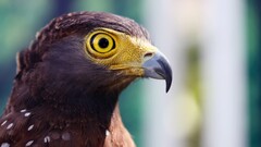 Birds nature Animals hawks