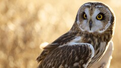 Birds nature Animals