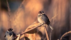 Birds nature twigs sparrow Animals