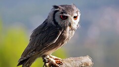 Birds owl Animals nature