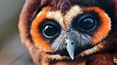 Birds owl closeup Animals eyes