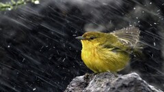Birds rain Animals