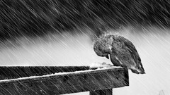 Birds rain snow Wood give up screws monochrome Animals