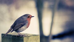 Birds robins Animals outdoors