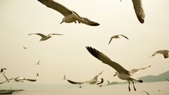 Birds seagulls Animals flying Beige beach