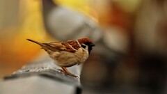 Birds sparrow depth of field Animals brown