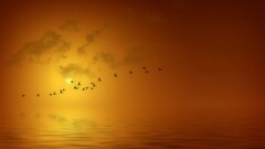 Birds sunset nature sky Animals