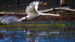 Birds swan nature Animals