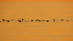 Birds swimming sunset Animals