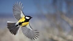 Birds titmouse Great Tit Animals flying wings