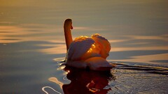 Birds water swan sunlight
