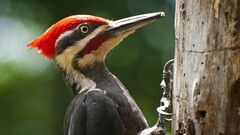 Birds woodpeckers Animals