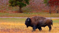 bison Animals Mammals