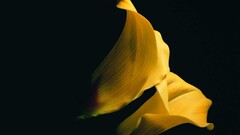 black background Flowers yellow flowers Plants