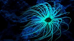 blue Animals colorful underwater cyan Turquoise