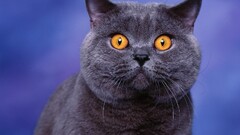 blue British Shorthair cats Animals