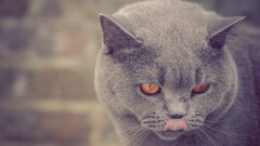 blue British Shorthair cats Animals
