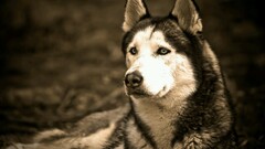 blue eyes Animals dog