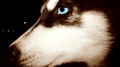 blue eyes Animals dog