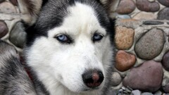 blue eyes dog Animals