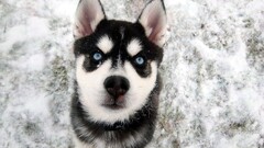 blue eyes snow Animals dog
