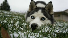 blue eyes snow Animals dog