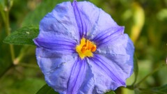 blue flowers blossom closeup