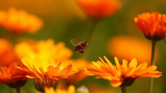 blurred bees Plants Animals insect