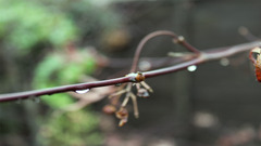 blurred macro twigs Plants water drops outdoors