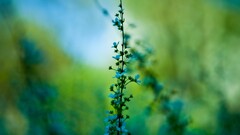 blurred nature Plants Flowers blue flowers