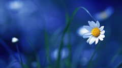 blurred Plants chamomile Flowers blue background