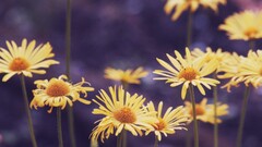 blurred Plants Flowers