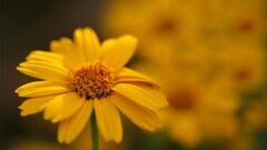 blurred Plants Flowers