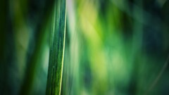 blurred Plants leaves green background