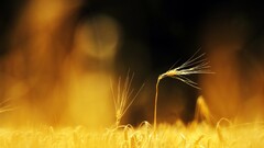 blurred wheat depth of field Plants yellow