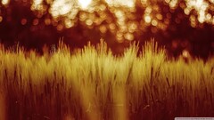 blurred wheat Plants