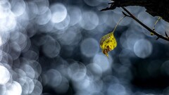 bokeh nature leaves twigs