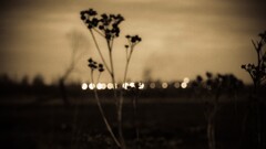 bokeh sepia blurred Plants