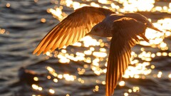 bokeh sunlight water flying Animals