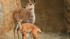 Bongo Deer deer Animals Mammals fawns baby animals
