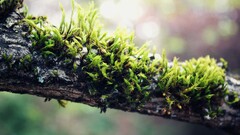 branch nature moss macro